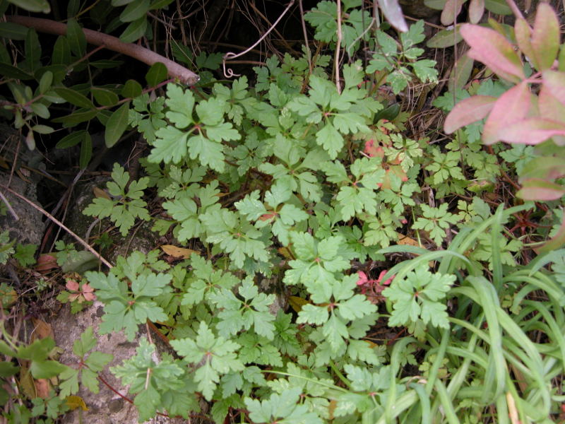 Geranium purpureum ?